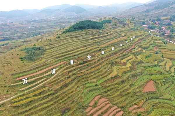J9集团中药材种植基地