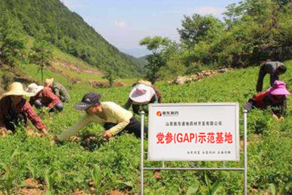 J9集团党参种植基地