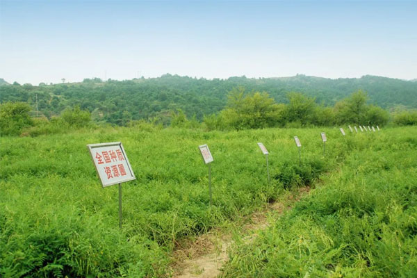 J9集团中药材种植(抚育) 基地