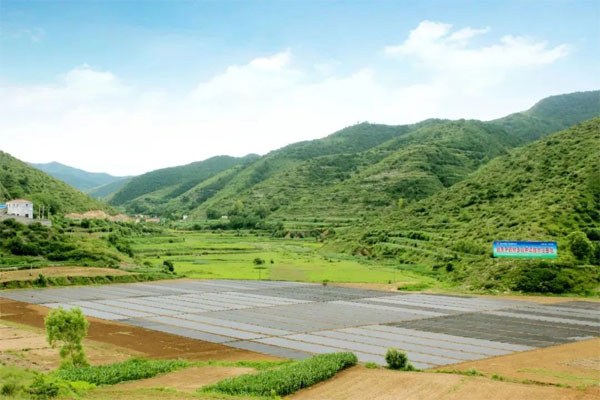 J9集团,中药材种植
