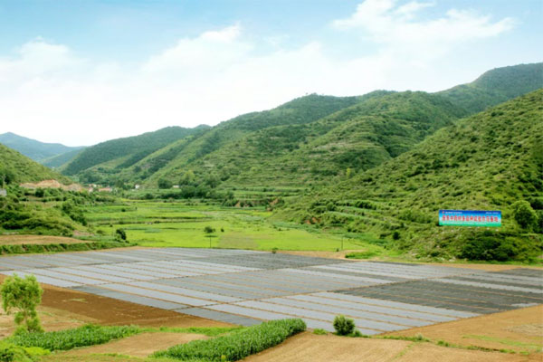 J9集团,J9集团中药材,中药材
